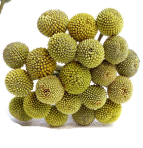 黄金球