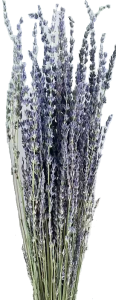 干花薰衣草(英国蓝)