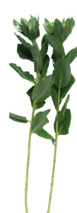 叶上花