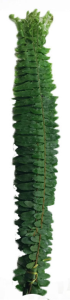 排草