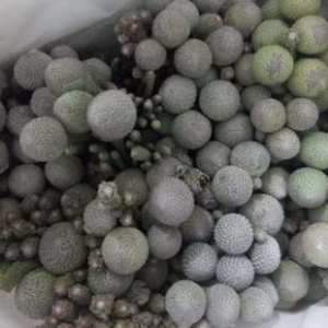 荷兰多头银珊瑚
