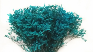 浅蓝水晶草
