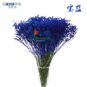 宝蓝水晶草