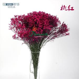 桃红水晶草