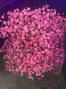 喷色粉色满天星