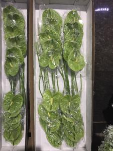 绿掌