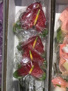 红底绿边掌