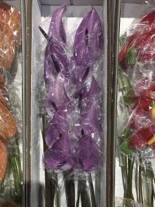 紫掌
