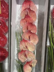 粉边掌