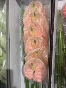 淡粉掌