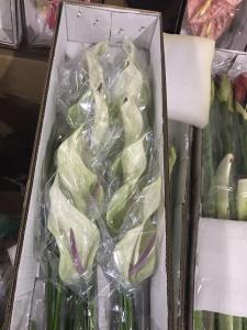 浅绿色细掌