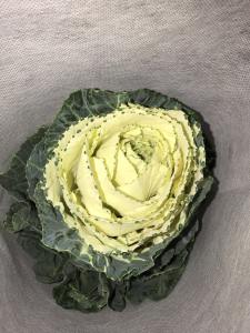 白色叶牡丹