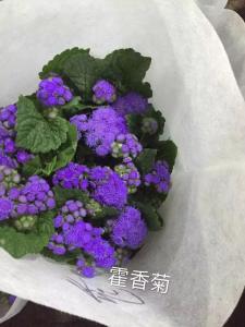 藿香菊-紫色