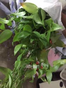 阔叶舞竹