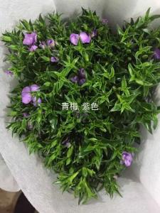 紫色青梅