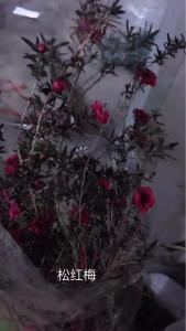 松红梅红色