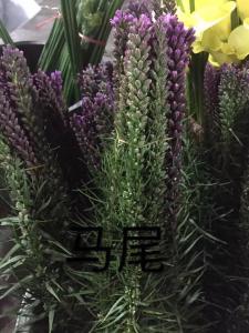 马尾