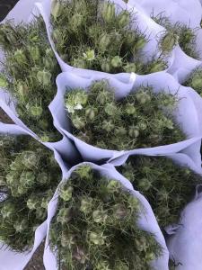 黑种草果