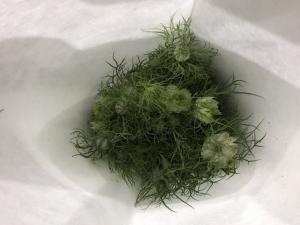 黑种草