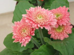 蜜糖非