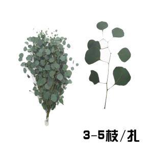 圆叶尤加利