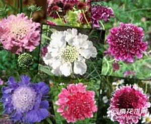 矢车菊(颜色随机)