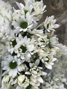 小菊瑞白