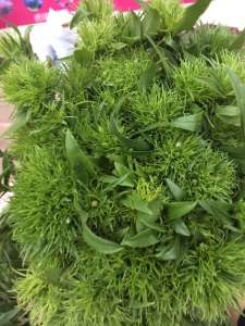 绿石竹