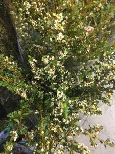 进口雪梅绿色
