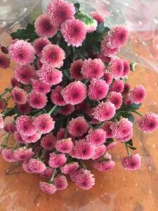 小菊紫扣