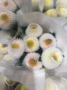 乒乓菊复古