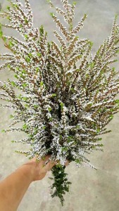 进口雪梅白色