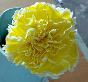 染色彩康黄色