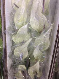白掌