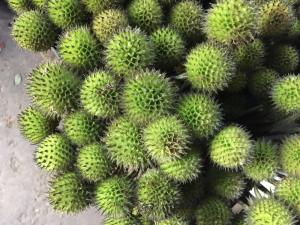 蓝星果