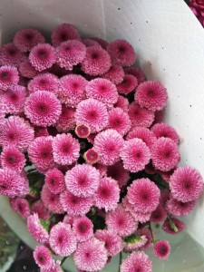 小菊粉扣