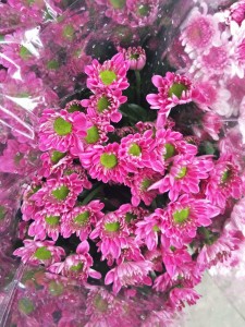 小菊蒙粉