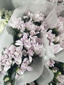 小菊杜鹃粉
