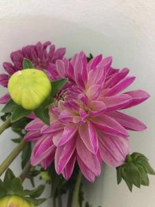 大丽花粉色