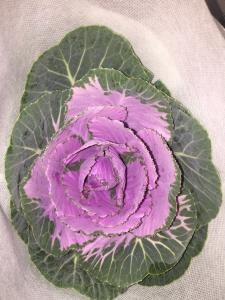 紫色叶牡丹