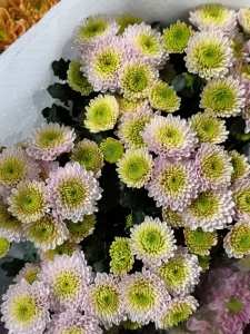 粉白扣小菊