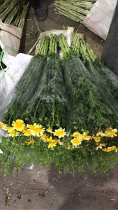 黄金菊(茼蒿花)
