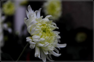 越南白菊