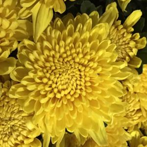越南黄菊