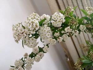 小手球花
