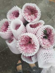 粉色面包菊