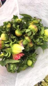 大丽花