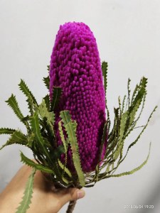 玫红贝克斯