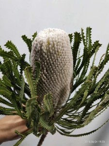 白色贝克斯