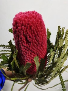 红色贝克斯
